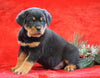 AKC Registered Rottweiler For Sale Holmesville, OH Male - Arnold