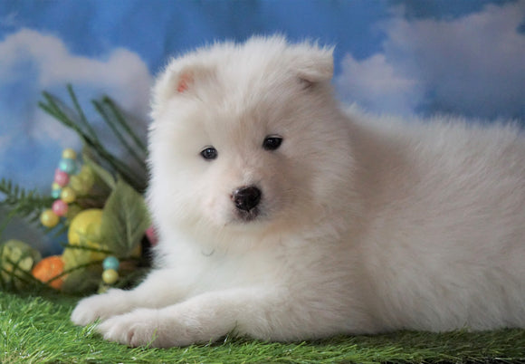 AKC Registered Samoyed For Sale Fredericksburg, OH Male - Snowball