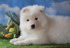 AKC Registered Samoyed For Sale Fredericksburg, OH Male - Snowball