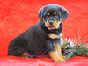AKC Registered Rottweiler For Sale Holmesville, OH Male - Arnold