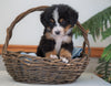 AKC Registered Bernese Mountain Dog For Sale Shiloh, OH Male- Bowser
