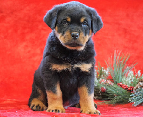 AKC Registered Rottweiler For Sale Holmesville, OH Male - Randy