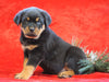AKC Registered Rottweiler For Sale Holmesville, OH Male - Randy