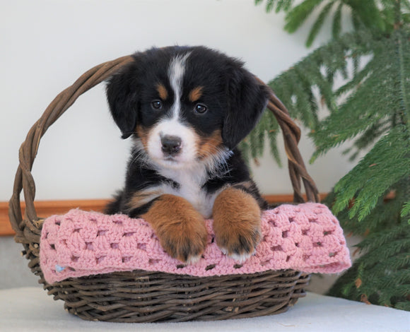 AKC Registered Bernese Mountain Dog For Sale Shiloh, OH Female- Brenda