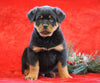 AKC Registered Rottweiler For Sale Holmesville, OH Male - Hank