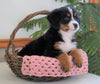 AKC Registered Bernese Mountain Dog For Sale Shiloh, OH Female- Brenda