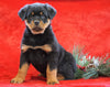 AKC Registered Rottweiler For Sale Holmesville, OH Male - Hank