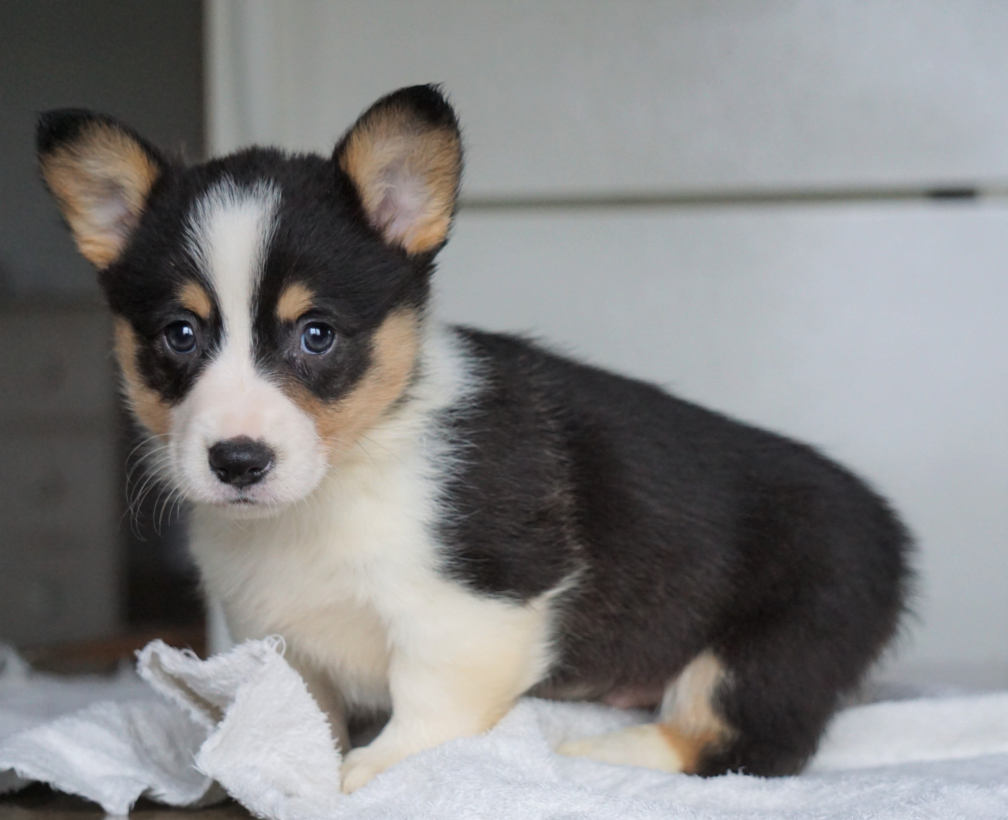 AKC Registered Pembroke Welsh For Sale Millersburg, OH Male Ge