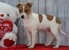 Toy Fox Terrier Mix For Sale Apple Creek, OH Male- Teddy