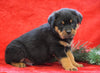 AKC Registered Rottweiler For Sale Holmesville, OH Male - Ace