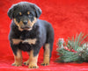 AKC Registered Rottweiler For Sale Holmesville, OH Male - Ace