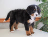 AKC Registered Bernese Mountain Dog For Sale Shiloh, OH Female- Brenda