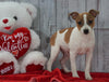 Toy Fox Terrier Mix For Sale Apple Creek, OH Male- Peanut