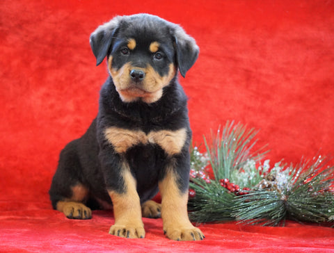 AKC Registered Rottweiler For Sale Holmesville, OH Female - Carly