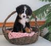 AKC Registered Bernese Mountain Dog For Sale Shiloh, OH Female- Bonny