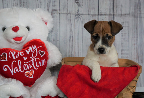 Jack Russell Terrier For Sale Fredericksburg, OH Female- Goldie