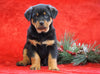 AKC Registered Rottweiler For Sale Holmesville, OH Female - Lexi