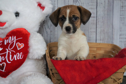 Jack Russell Terrier For Sale Fredericksburg, OH Female- Abby