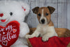 Jack Russell Terrier For Sale Fredericksburg, OH Male- Rusty