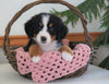 AKC Registered Bernese Mountain Dog For Sale Shiloh, OH Female- Brookes