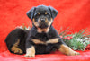 AKC Registered Rottweiler For Sale Holmesville, OH Female - Rosa