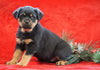 AKC Registered Rottweiler For Sale Holmesville, OH Female - Rosa