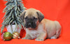 AKC Registered English Mastiff For Sale Baltic, OH Male - Asher