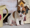 Jack Russell Terrier For Sale Apple Creek, OH Male- Rocky