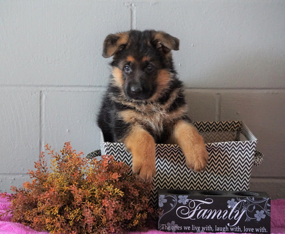 AKC Registered German Shepherd For Sale Millersburg, OH Female - Sheila