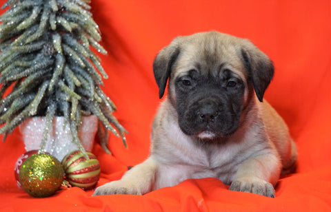 AKC Registered English Mastiff For Sale Baltic, OH Male - Rudolph