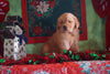 AKC Registered Golden Retriever For Sale Sugarcreek, OH Male- George
