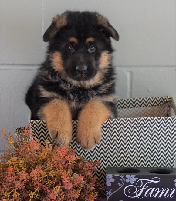 AKC Registered German Shepherd For Sale Millersburg, OH Male - Branson