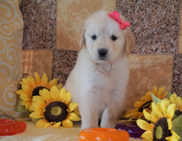 AKC Registered Golden Retriever For Sale Sugarcreek, OH Female- Lollipop