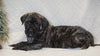 AKC Registered English Mastiff For Sale Baltic, OH Female - Khloe