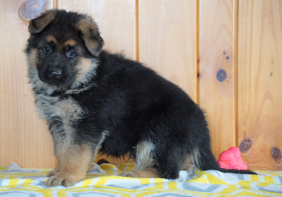 AKC Registered German Shepherd For Sale Millersburg, OH Male - Diamond