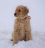 AKC Registered Golden Retriever For Sale Fredericksburg, OH Female- Dolly