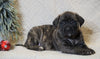 AKC Registered English Mastiff For Sale Baltic, OH Female - Khloe