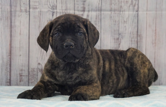 Cane Corso (Italian Mastiff) For Sale Fredericksburg, OH Male- Diesel