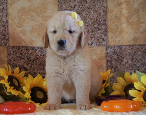 AKC Registered Golden Retriever For Sale Sugarcreek, OH Female- Carma