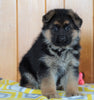 AKC Registered German Shepherd For Sale Millersburg, OH Male - Diamond