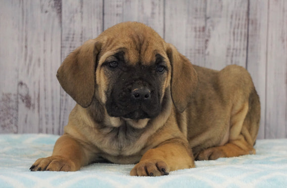 AKC Registered Cane Corso (Italian Mastiff) For Sale Fredericksburg, OH Female- Zoey *Champion Bloodline*