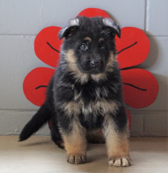 AKC Registered German Shepherd For Sale Millersburg, OH Male - Chief