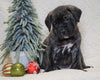 AKC Registered English Mastiff For Sale Baltic, OH Male - Kane