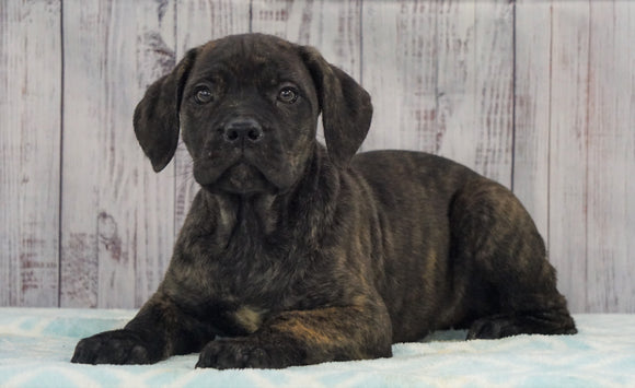 AKC Registered Cane Corso (Italian Mastiff) For Sale Fredericksburg, OH Female- Tootsie *Champion Bloodline*