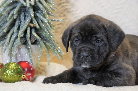 AKC Registered English Mastiff For Sale Baltic, OH Female - Maxine