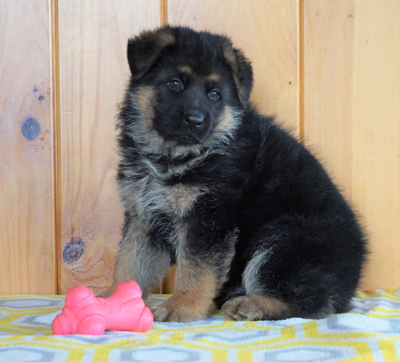 AKC Registered German Shepherd For Sale Millersburg, OH Male - Zeigal