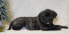 AKC Registered English Mastiff For Sale Baltic, OH Female - Maxine