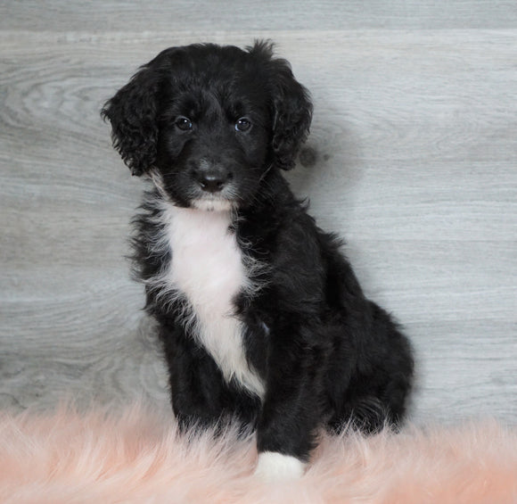 Aussiedoodle (Standard) For Sale Baltic, OH Male- Bentley