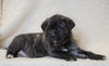 AKC Registered English Mastiff For Sale Baltic, OH Female - Abby