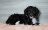 Aussiedoodle (Standard) For Sale Baltic, OH Male- Bentley